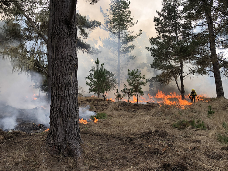 Prescribed burns are part of California State Parks’ prescribed fire program for vegetation management, hazardous fuel load reduction, wildlife habitat improvement, and other ecological benefits.